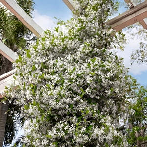 Trachelospermum Star Jasmine